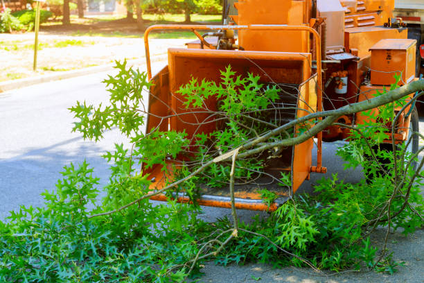 Best Palm Tree Trimming  in Simi Valley, CA