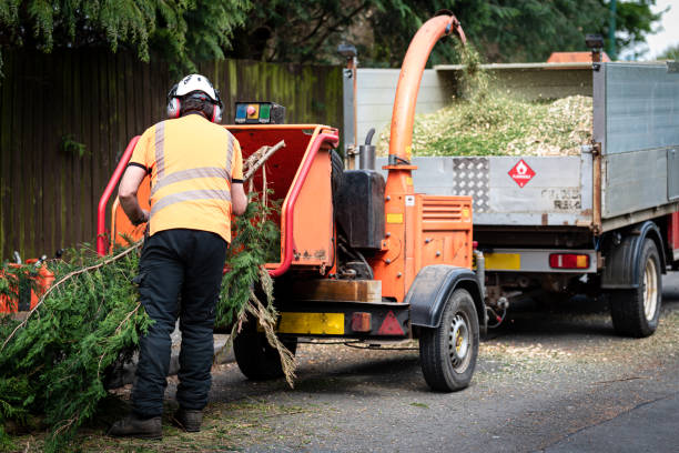 Best Tree Mulching  in Simi Valley, CA