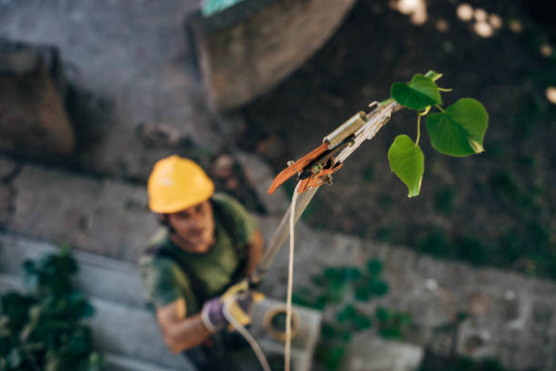 How Our Tree Care Process Works  in  Simi Valley, CA