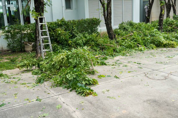 Best Tree Maintenance Programs  in Simi Valley, CA