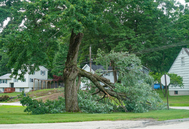 Simi Valley, CA Tree Services Company