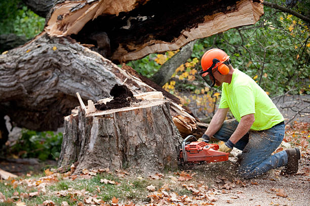 Best Leaf Removal  in Simi Valley, CA