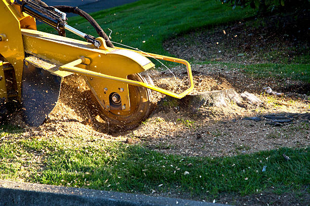 Best Arborist Consultation Services  in Simi Valley, CA
