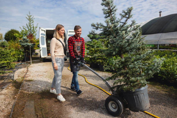 Best Hedge Trimming  in Simi Valley, CA