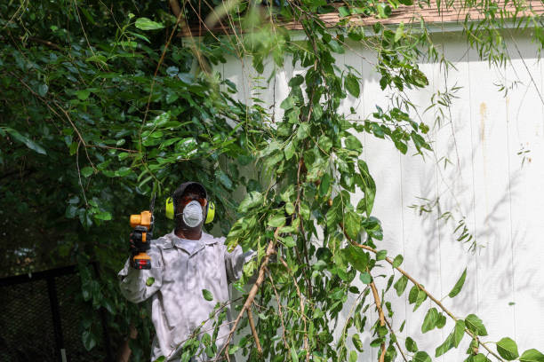Best Tree Removal  in Simi Valley, CA
